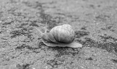 Islak yolda sürünen kabuklu büyük bahçe salyangozu çabuk eve gel, salyangoz Helix, vücudu korumak için sarmalanmış lezzetli yiyeceklerden oluşur, balçık kabuklu doğal hayvan salyangozu, besleyici krema yapar.