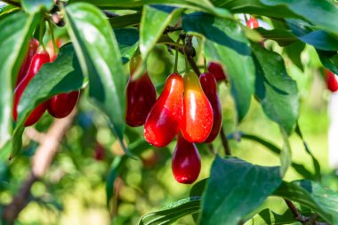 Photography to theme beautiful grow berry dogwood on background summer leaves, photo consisting of composition dessert bright berry dogwood, vivid berry dogwood it healthy diet for exquisite gourmet
