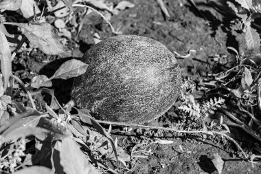 Photography to theme beautiful young fruit melon on background summer leaves, photo consisting of composition dessert fruit melon with thick skin, fruit melon it healthy diet for exquisite gourmet