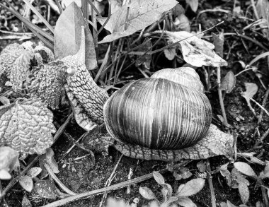 Islak yolda sürünen kabuklu büyük bahçe salyangozu çabuk eve gel, salyangoz Helix, vücudu korumak için sarmalanmış lezzetli yiyeceklerden oluşur, balçık kabuklu doğal hayvan salyangozu, besleyici krema yapar.