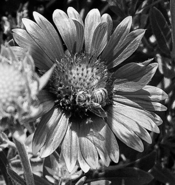 Kanatlı arı yavaşça bitkiye uçar, çiçekten özel arı kovanına bal için nektar toplar, güzel çiçeklerden oluşan bal tokası, arıların bacaklarında sarı polen, tatlı bal nektarı.