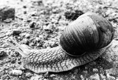 Islak yolda sürünen kabuklu büyük bahçe salyangozu çabuk eve gel, salyangoz Helix, vücudu korumak için sarmalanmış lezzetli yiyeceklerden oluşur, balçık kabuklu doğal hayvan salyangozu, besleyici krema yapar.