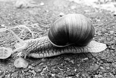 Islak yolda sürünen kabuklu büyük bahçe salyangozu çabuk eve gel, salyangoz Helix, vücudu korumak için sarmalanmış lezzetli yiyeceklerden oluşur, balçık kabuklu doğal hayvan salyangozu, besleyici krema yapar.
