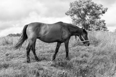 Güzel, kahverengi at, yaz aygırı, yeşil çimen yiyen at, ayakta duran uzun yeleli at, açık havada at atı, büyük at atları.