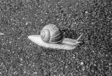Islak yolda sürünen kabuklu büyük bahçe salyangozu çabuk eve gel, salyangoz Helix, vücudu korumak için sarmalanmış lezzetli yiyeceklerden oluşur, balçık kabuklu doğal hayvan salyangozu, besleyici krema yapar.