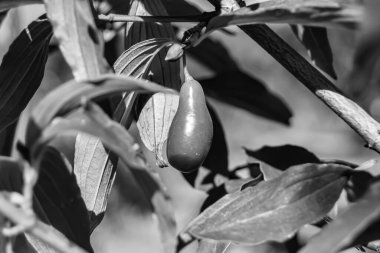 Photography to theme beautiful grow berry dogwood on background summer leaves, photo consisting of composition dessert bright berry dogwood, vivid berry dogwood it healthy diet for exquisite gourmet