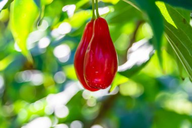 Photography to theme beautiful grow berry dogwood on background summer leaves, photo consisting of composition dessert bright berry dogwood, vivid berry dogwood it healthy diet for exquisite gourmet