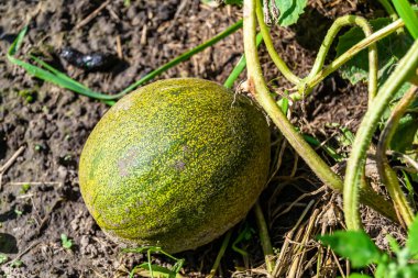 Photography to theme beautiful young fruit melon on background summer leaves, photo consisting of composition dessert fruit melon with thick skin, fruit melon it healthy diet for exquisite gourmet