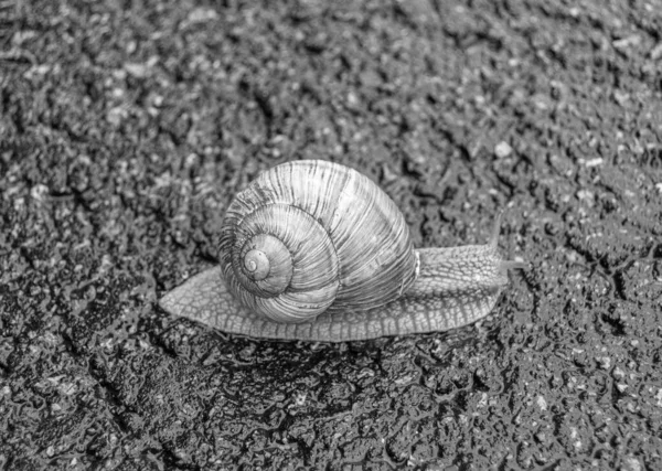 Big Garden Snail Shell Crawling Wet Road Hurry Home Snail — Zdjęcie stockowe