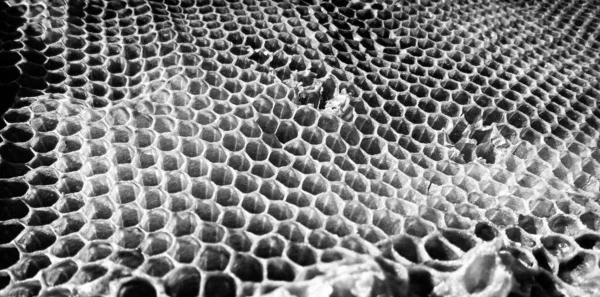 Abstract hexagon structure is honeycomb from bee hive filled with golden honey, honeycomb summer composition consisting of gooey honey from bee village, honey rural of bees honeycombs to countryside