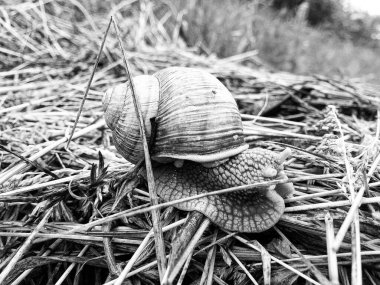 Islak yolda sürünen kabuklu büyük bahçe salyangozu çabuk eve gel, salyangoz Helix, vücudu korumak için sarmalanmış lezzetli yiyeceklerden oluşur, balçık kabuklu doğal hayvan salyangozu, besleyici krema yapar.