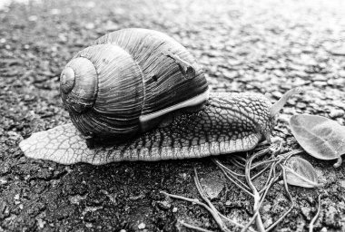 Islak yolda sürünen kabuklu büyük bahçe salyangozu çabuk eve gel, salyangoz Helix, vücudu korumak için sarmalanmış lezzetli yiyeceklerden oluşur, balçık kabuklu doğal hayvan salyangozu, besleyici krema yapar.