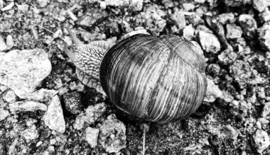 Islak yolda sürünen kabuklu büyük bahçe salyangozu çabuk eve gel, salyangoz Helix, vücudu korumak için sarmalanmış lezzetli yiyeceklerden oluşur, balçık kabuklu doğal hayvan salyangozu, besleyici krema yapar.