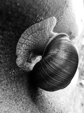 Islak yolda sürünen kabuklu büyük bahçe salyangozu çabuk eve gel, salyangoz Helix, vücudu korumak için sarmalanmış lezzetli yiyeceklerden oluşur, balçık kabuklu doğal hayvan salyangozu, besleyici krema yapar.