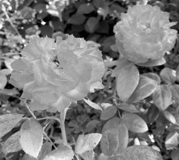 Ramo Flores Silvestres Espinosa Rosa Que Florece Jardín Con Hojas — Foto de Stock