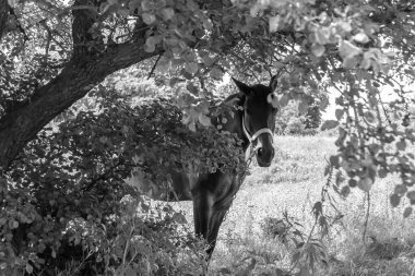 Güzel, kahverengi at, yaz aygırı, yeşil çimen yiyen at, ayakta duran uzun yeleli at, açık havada at atı, büyük at atları.