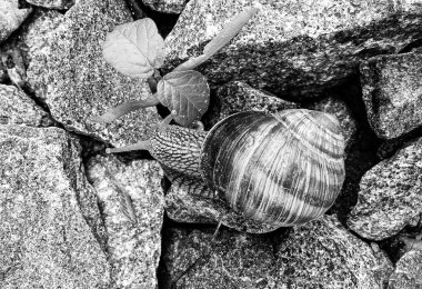 Islak yolda sürünen kabuklu büyük bahçe salyangozu çabuk eve gel, salyangoz Helix, vücudu korumak için sarmalanmış lezzetli yiyeceklerden oluşur, balçık kabuklu doğal hayvan salyangozu, besleyici krema yapar.