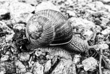 Islak yolda sürünen kabuklu büyük bahçe salyangozu çabuk eve gel, salyangoz Helix, vücudu korumak için sarmalanmış lezzetli yiyeceklerden oluşur, balçık kabuklu doğal hayvan salyangozu, besleyici krema yapar.