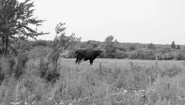 Fotografia Temat Pięknych Dużych Wypasów Krów Mlecznych Zielonej Łące Pod — Zdjęcie stockowe