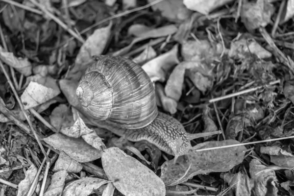 Grote Tuin Slak Schaal Kruipen Natte Weg Haast Naar Huis — Stockfoto