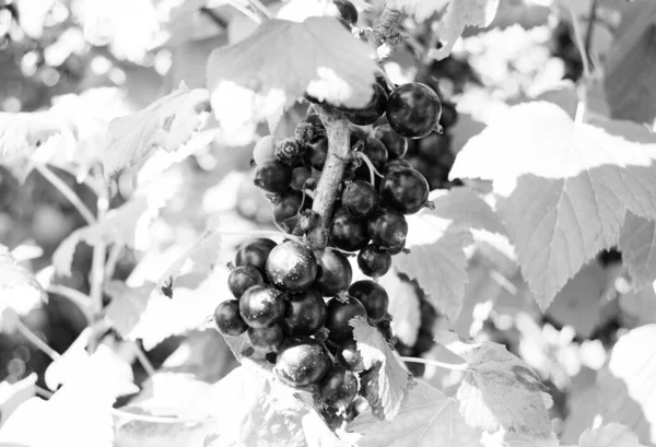 美丽的山莓黑醋栗与自然叶在天空下 山莓黑醋栗在野外的照片 山莓黑醋栗在大自然农场花园的照片 — 图库照片