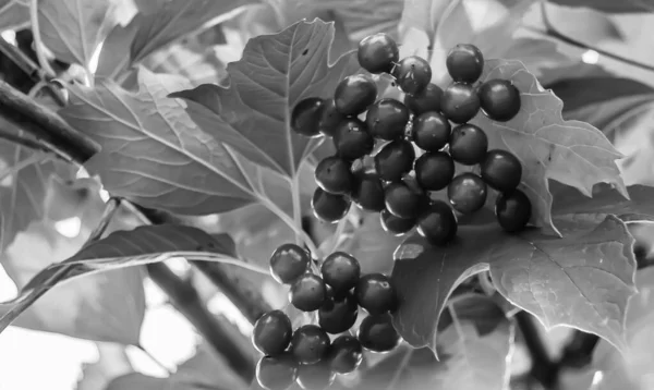 Fotografia Temat Pięknej Kwaśnej Jagody Viburnum Naturalną Fakturą Pod Czystym — Zdjęcie stockowe