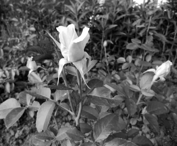 Buquê Flores Silvestres Espinhosa Rosa Florescendo Jardim Com Folhas Naturais — Fotografia de Stock