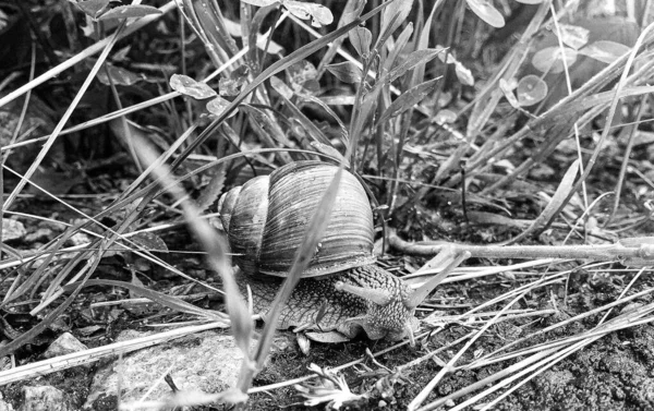 Big Garden Snail Shell Crawling Wet Road Hurry Home Snail — Fotografia de Stock