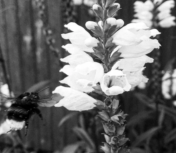 Winged Bee Slowly Flies Plant Collect Nectar Honey Private Apiary — Stock Photo, Image