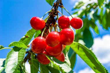 Tema üzerine fotoğraf temiz gökyüzünün altında doğal yaprakları olan güzel meyve dalı kiraz ağacı kırsal alanda meyve dalı kiraz ağacı, bahçedeki çiçek dalı kiraz ağacı fotoğrafı