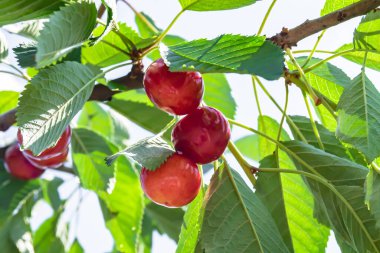 Tema üzerine fotoğraf temiz gökyüzünün altında doğal yaprakları olan güzel meyve dalı kiraz ağacı kırsal alanda meyve dalı kiraz ağacı, bahçedeki çiçek dalı kiraz ağacı fotoğrafı