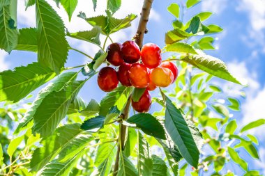 Tema üzerine fotoğraf temiz gökyüzünün altında doğal yaprakları olan güzel meyve dalı kiraz ağacı kırsal alanda meyve dalı kiraz ağacı, bahçedeki çiçek dalı kiraz ağacı fotoğrafı
