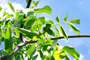 Tema üzerine fotoğraf temiz gökyüzünün altında doğal yaprakları olan fındık dallı ceviz ağacı, açık havada fındık ağacının fotoğrafı, büyük bahçede fındık dallı ceviz ağacı.