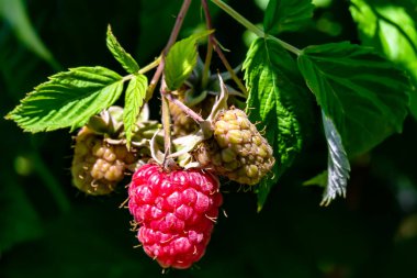 Tema üzerine fotoğraf: Doğal yapraklı güzel böğürtlen dalları, kırsal alanda böğürtlen dalları, büyük bahçedeki çiçekli böğürtlen dalları.