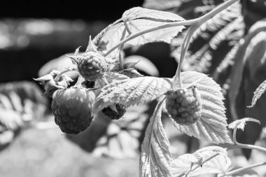 Tema üzerine fotoğraf: Doğal yapraklı güzel böğürtlen dalları, kırsal alanda böğürtlen dalları, büyük bahçedeki çiçekli böğürtlen dalları.