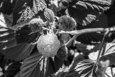 Tema üzerine fotoğraf: Doğal yapraklı güzel böğürtlen dalları, kırsal alanda böğürtlen dalları, büyük bahçedeki çiçekli böğürtlen dalları.
