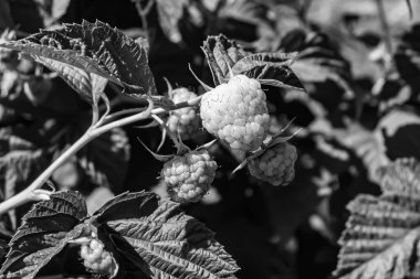 Tema üzerine fotoğraf: Doğal yapraklı güzel böğürtlen dalları, kırsal alanda böğürtlen dalları, büyük bahçedeki çiçekli böğürtlen dalları.