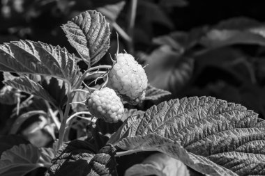 Tema üzerine fotoğraf: Doğal yapraklı güzel böğürtlen dalları, kırsal alanda böğürtlen dalları, büyük bahçedeki çiçekli böğürtlen dalları.