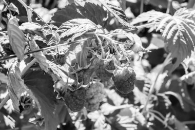 Tema üzerine fotoğraf: Doğal yapraklı güzel böğürtlen dalları, kırsal alanda böğürtlen dalları, büyük bahçedeki çiçekli böğürtlen dalları.