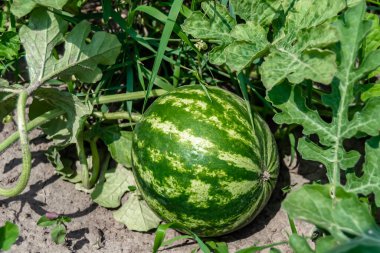 Tema üzerine fotoğraf yaprakların altında doğal cilt olan küçük meyve karpuzu, kırsal alanda lezzetli küçük meyve karpuzundan oluşan fotoğraf, doğa çiftliği bahçesinde küçük meyve karpuzu.