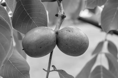 Tema üzerine fotoğraf temiz gökyüzünün altında doğal yaprakları olan fındık dallı ceviz ağacı, açık havada fındık ağacının fotoğrafı, büyük bahçede fındık dallı ceviz ağacı.