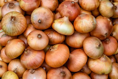 Tema üzerine fotoğraf: Napiform derili güzel soğan bitkisi, kırsal alanda soğan bitkisi, soğan sebzesi, çiftçinin büyük tarlasından topladığı bitki.