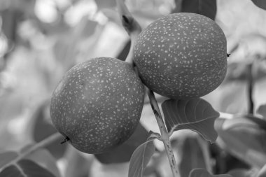 Tema üzerine fotoğraf temiz gökyüzünün altında doğal yaprakları olan fındık dallı ceviz ağacı, açık havada fındık ağacının fotoğrafı, büyük bahçede fındık dallı ceviz ağacı.