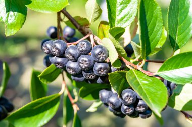 Tema üzerine fotoğraf: Güzel böğürtlen dalları Aronia çalılığı, temiz gökyüzünün altında doğal yapraklar, Aronia çalılığı kırsal alanda kırsalda, çiçeklerle süslenmiş Aronia çalılığı.