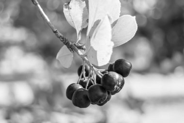 Tema üzerine fotoğraf: Güzel böğürtlen dalları Aronia çalılığı, temiz gökyüzünün altında doğal yapraklar, Aronia çalılığı kırsal alanda kırsalda, çiçeklerle süslenmiş Aronia çalılığı.