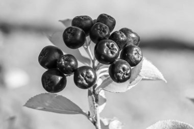 Tema üzerine fotoğraf: Güzel böğürtlen dalları Aronia çalılığı, temiz gökyüzünün altında doğal yapraklar, Aronia çalılığı kırsal alanda kırsalda, çiçeklerle süslenmiş Aronia çalılığı.