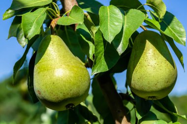 Tema üzerine fotoğraf: Temiz gökyüzünün altında doğal yaprakları olan güzel meyve dalı armut ağacı, kırsal alanda meyve dalı armut ağacı, büyük bahçedeki çiçek dalı armut ağacı.
