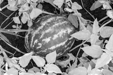 Tema üzerine fotoğraf yaprakların altında doğal cilt olan küçük meyve karpuzu, kırsal alanda lezzetli küçük meyve karpuzundan oluşan fotoğraf, doğa çiftliği bahçesinde küçük meyve karpuzu.