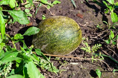 Photography to theme beautiful young fruit melon on background summer leaves, photo consisting of composition dessert fruit melon with thick skin, fruit melon it healthy diet for exquisite gourmet