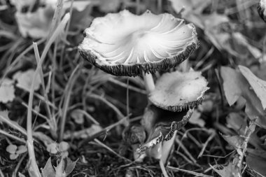 Ormanda yaprakların üzerinde büyük ve güzel zehirli mantar teması için fotoğraf, doğal zehirli mantarlardan ormanlara kadar fotoğraf, büyük ormanlarda zehirli mantarlar.